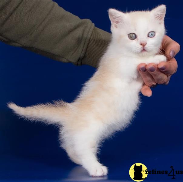 a person holding a munchkin cat