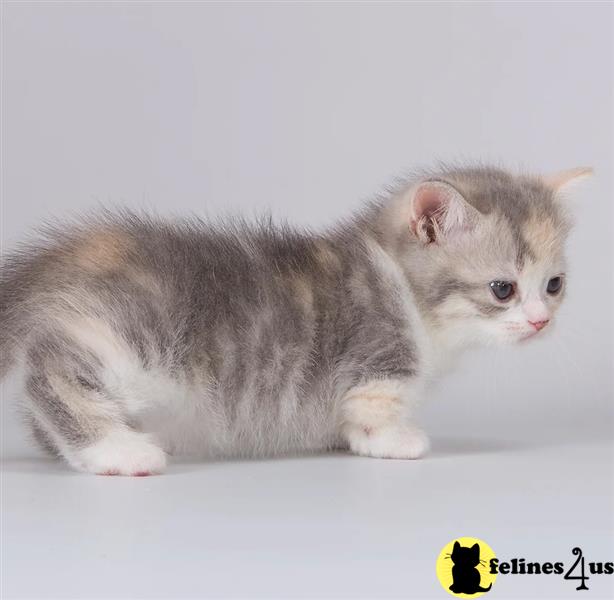 a munchkin kitten on a white surface