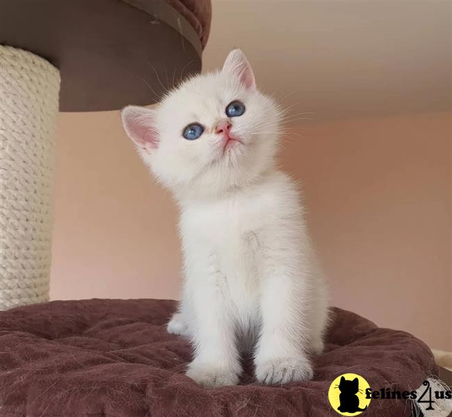 a munchkin cat sitting on a couch