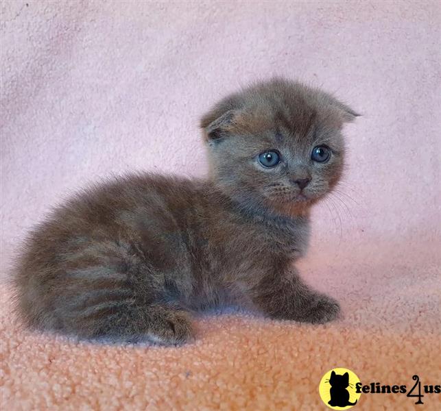 a munchkin kitten sitting on a carpet