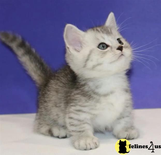 a munchkin kitten with a blue background