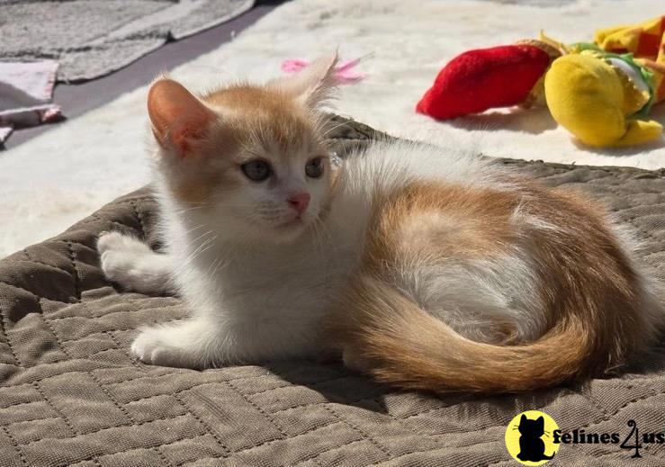 a munchkin cat lying on a blanket