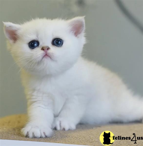 a white munchkin kitten with blue eyes