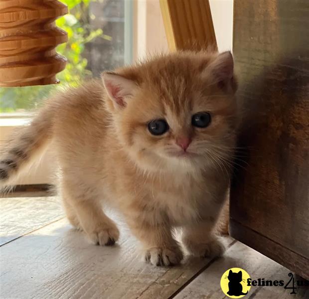 a munchkin cat standing on a wood floor