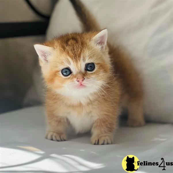 a munchkin kitten on a table