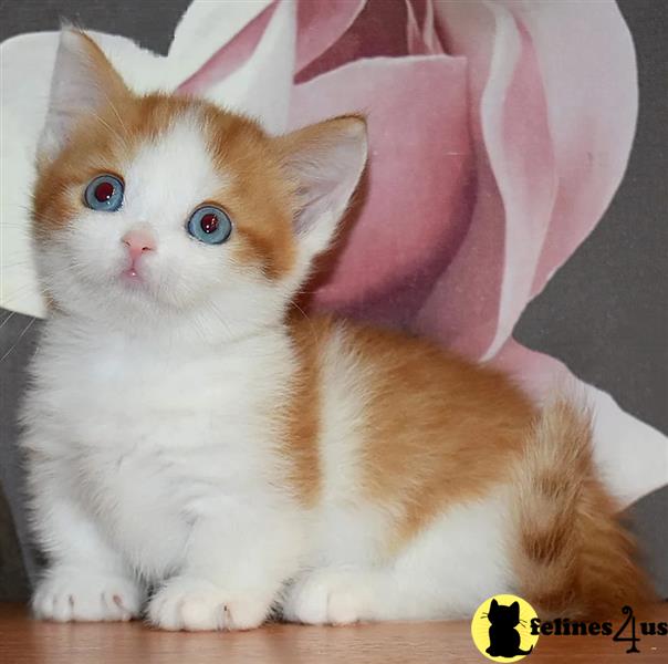 a munchkin cat with a flower in its mouth