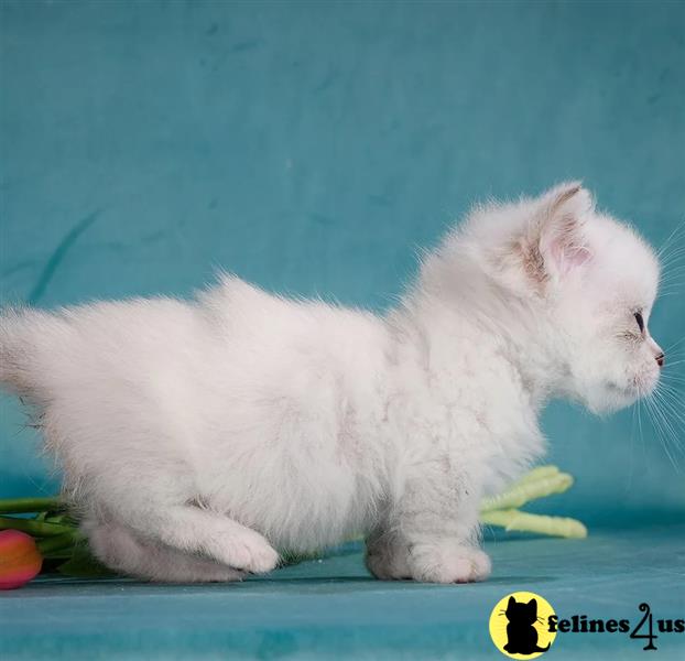 a white munchkin cat sitting on a blue surface