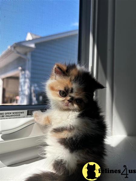 a munchkin cat sitting on a window sill