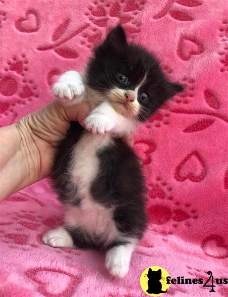 a person holding a munchkin cat