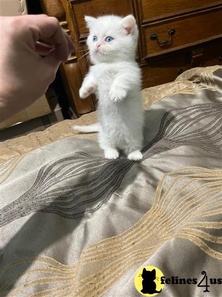 a munchkin cat sitting on a persons lap