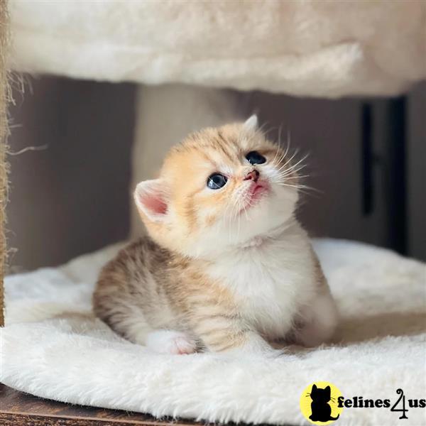 a munchkin kitten sitting on a blanket