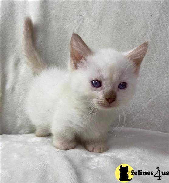 a white munchkin kitten with blue eyes