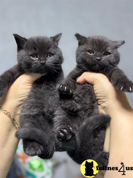 a person holding two british shorthair british shorthair kittens