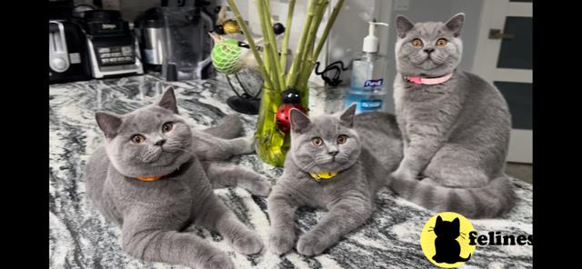 a group of british shorthair cats sitting on a blanket