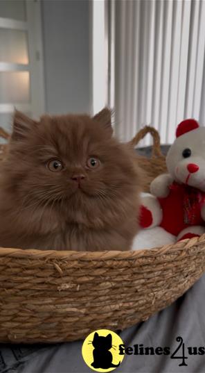 a british shorthair cat sitting in a basket