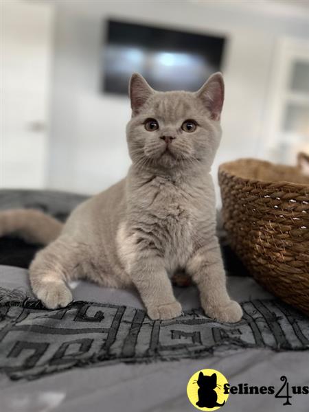 a british shorthair cat sitting on a carpet