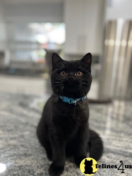 a black british shorthair cat sitting on the floor