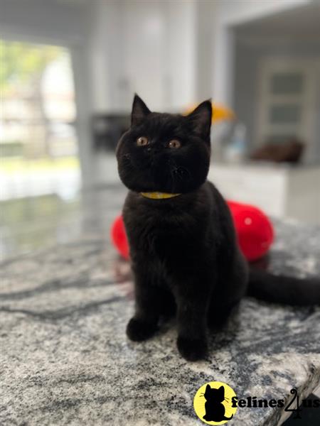 a black british shorthair cat with a yellow collar