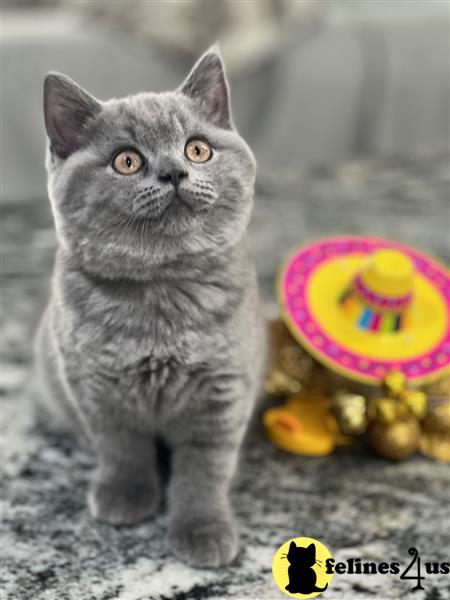 a british shorthair cat sitting next to a watermelon