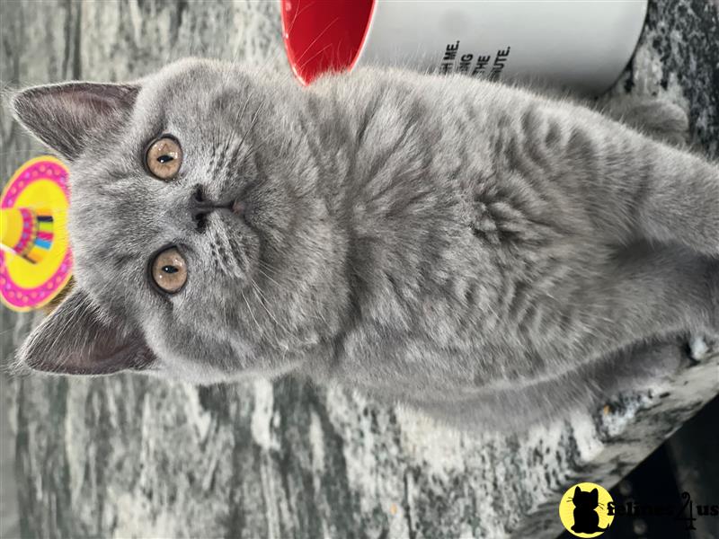 a grey british shorthair cat lying on a white surface