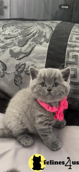 a british shorthair cat sitting on a couch