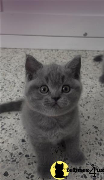 British Shorthair Blue Female
