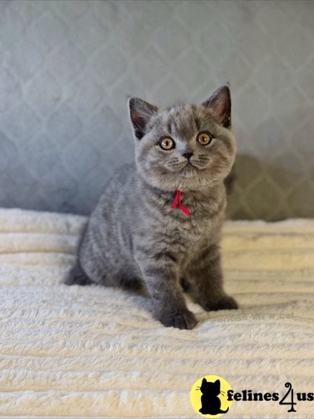 British Shorthair Blue Female
