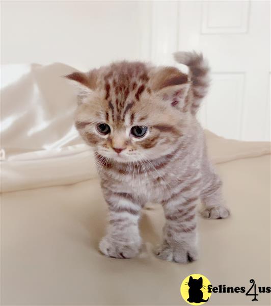 a british shorthair kitten standing on a white surface