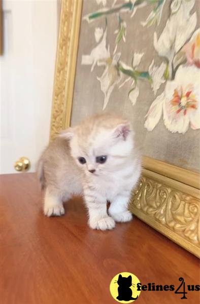 a british shorthair kitten standing on a table