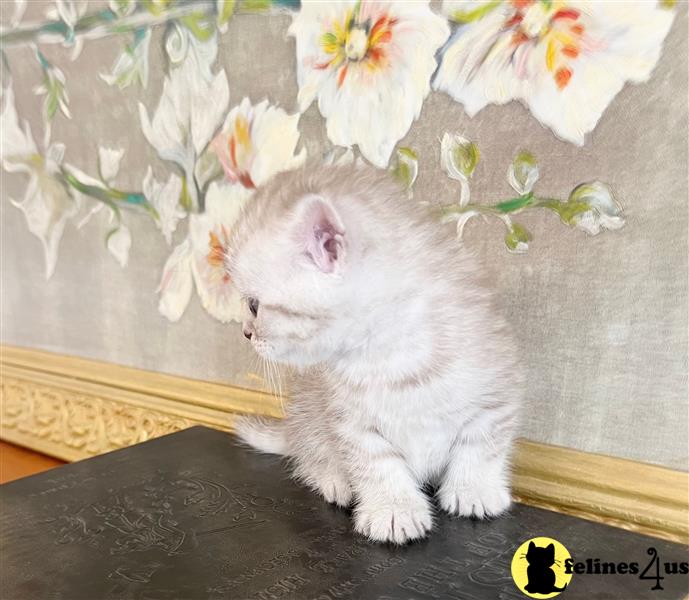 a british shorthair kitten sitting on a table