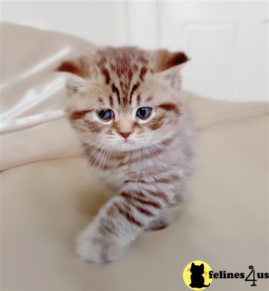 a british shorthair kitten lying on a white surface