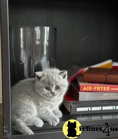 a british shorthair kitten sitting on a stack of books