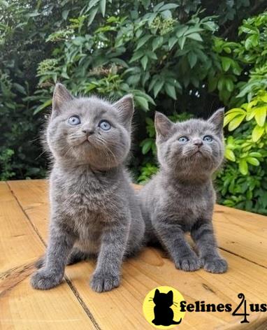 two british shorthair british shorthair kittens sitting on a wood surface