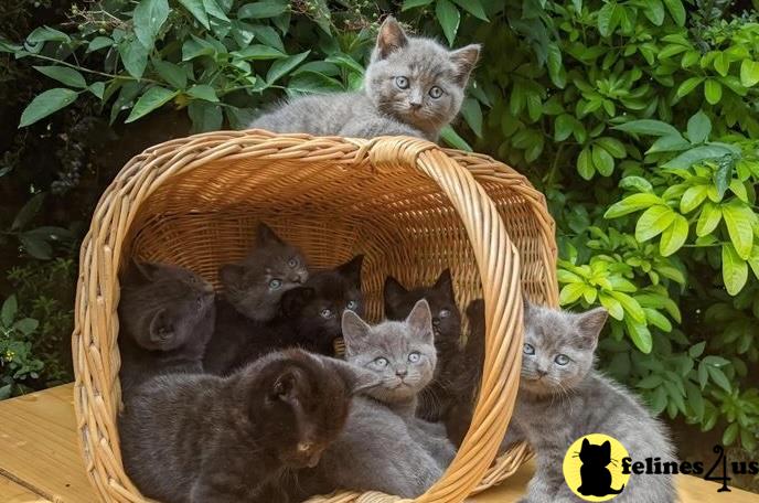 a group of british shorthair british shorthair kittens in a basket