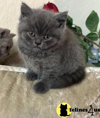 a british shorthair cat sitting on a ledge