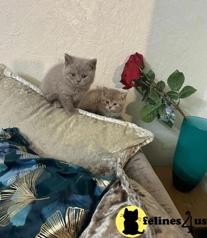 two british shorthair cats on a blanket