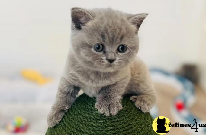 a british shorthair kitten lying on a green plant