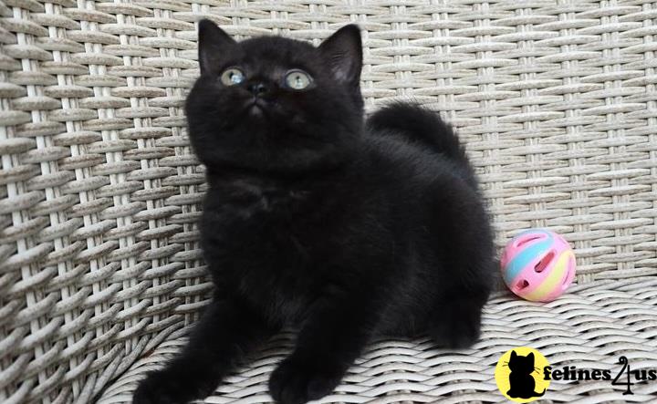 a black british shorthair cat sitting on a white surface