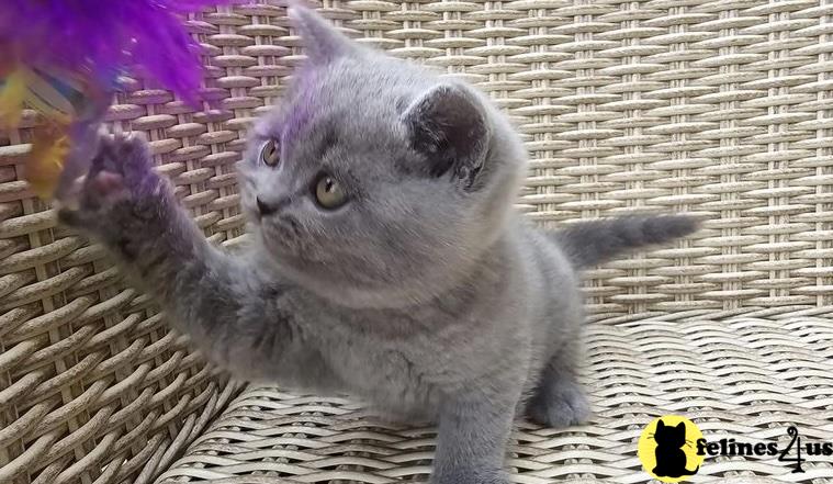 a british shorthair cat in a cage