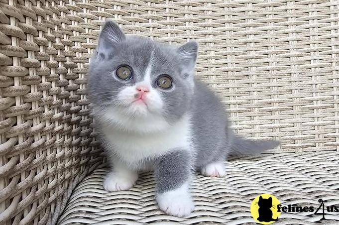 a british shorthair cat sitting in a basket