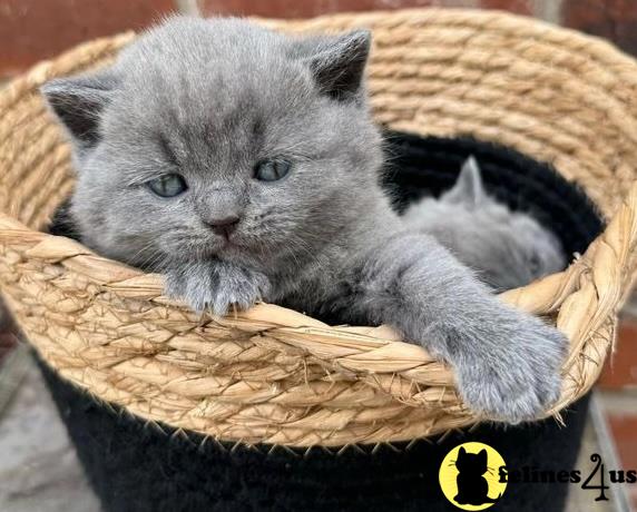 a british shorthair cat in a basket