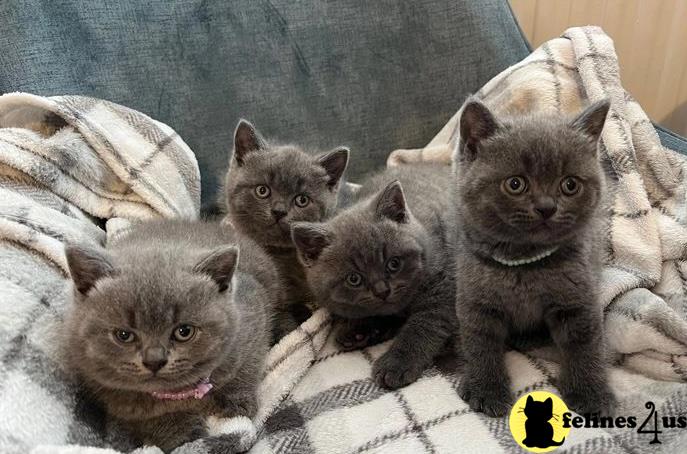 a group of british shorthair british shorthair kittens on a blanket