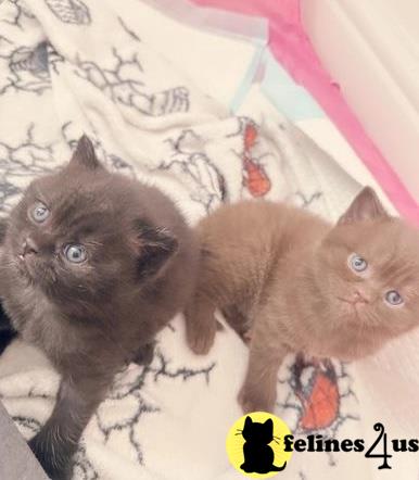 a couple of british shorthair british shorthair kittens