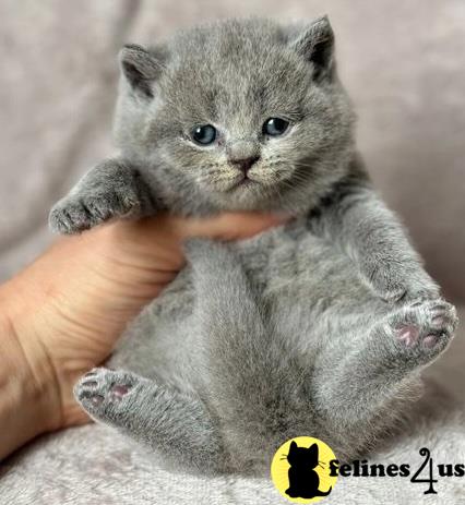 a person holding a british shorthair kitten