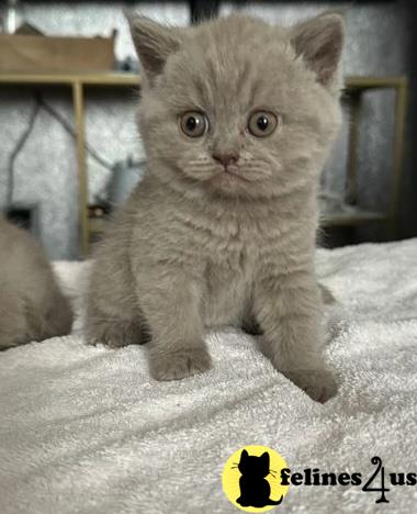 a british shorthair cat sitting on a carpet