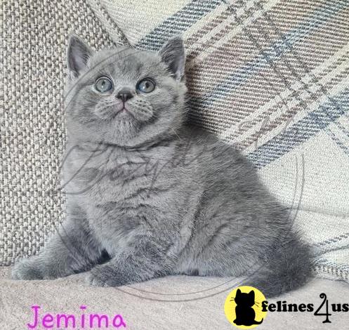 a british shorthair cat sitting on a couch