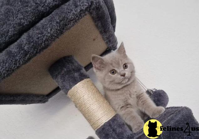 a british shorthair cat lying on a blanket