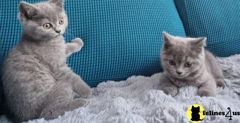 two british shorthair cats lying on a blanket