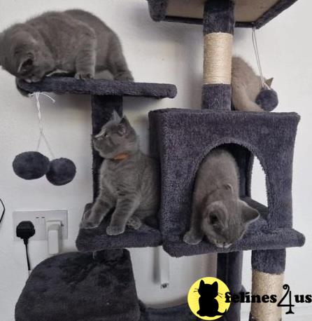 a british shorthair cat sitting on a tire