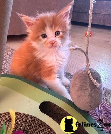 a maine coon cat sitting on a toy